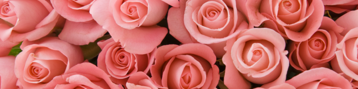 Pink Roses Banner