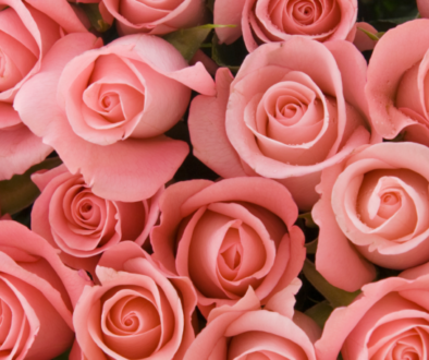 Pink Roses Banner