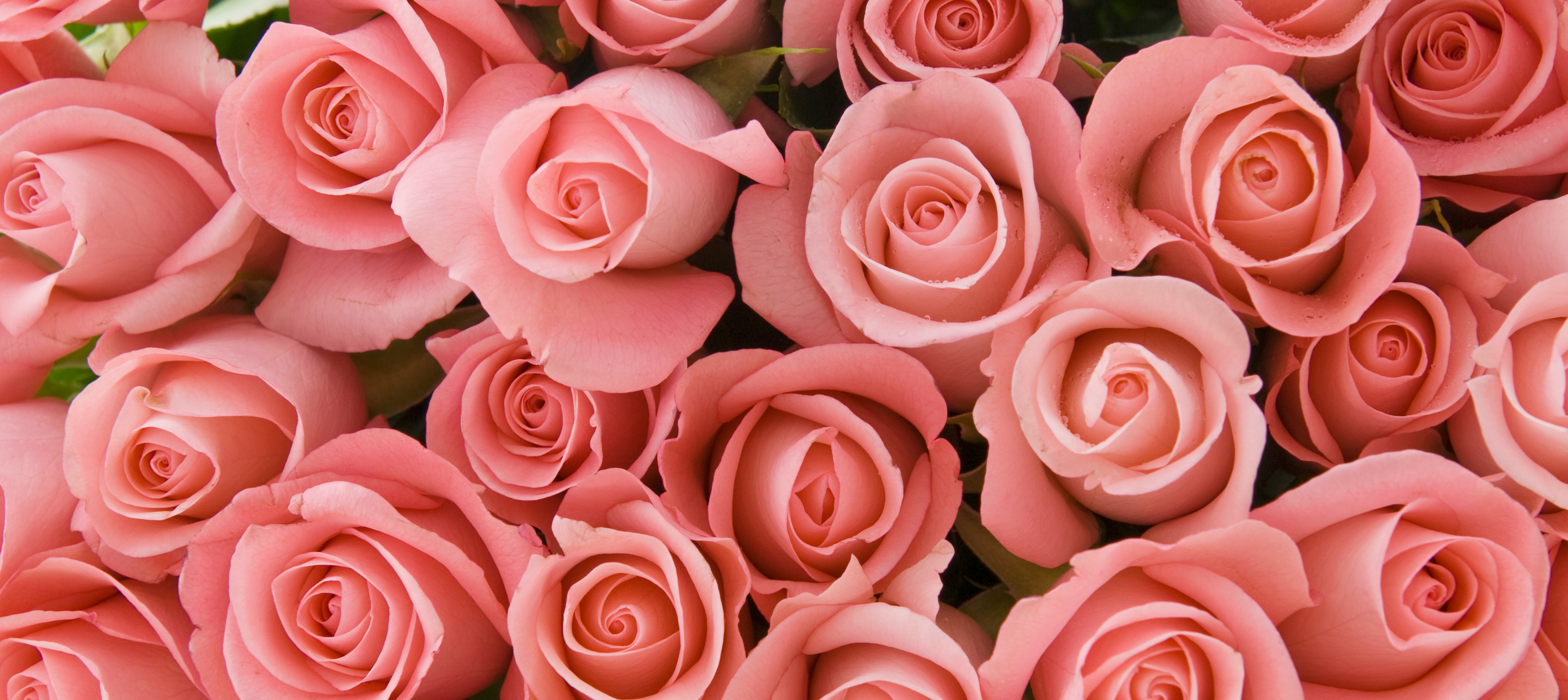 Pink Roses Banner Pink Roses Banner